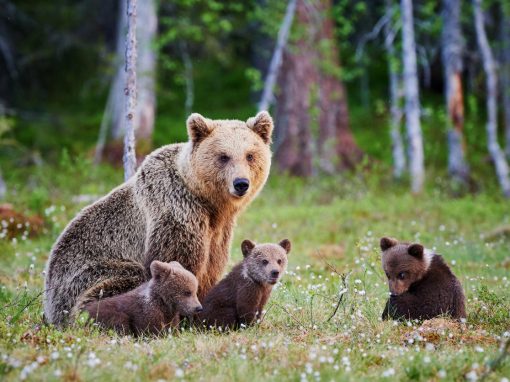 Mother bear protects her three little puppies in the finnish taiga